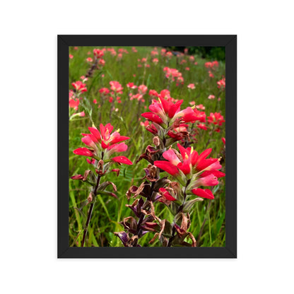 Native Paintbrushes