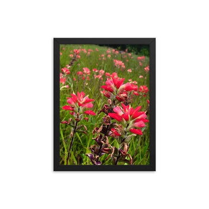 Native Paintbrushes