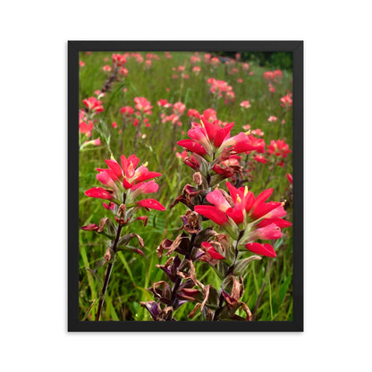 Native Paintbrushes