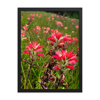 Native Paintbrushes