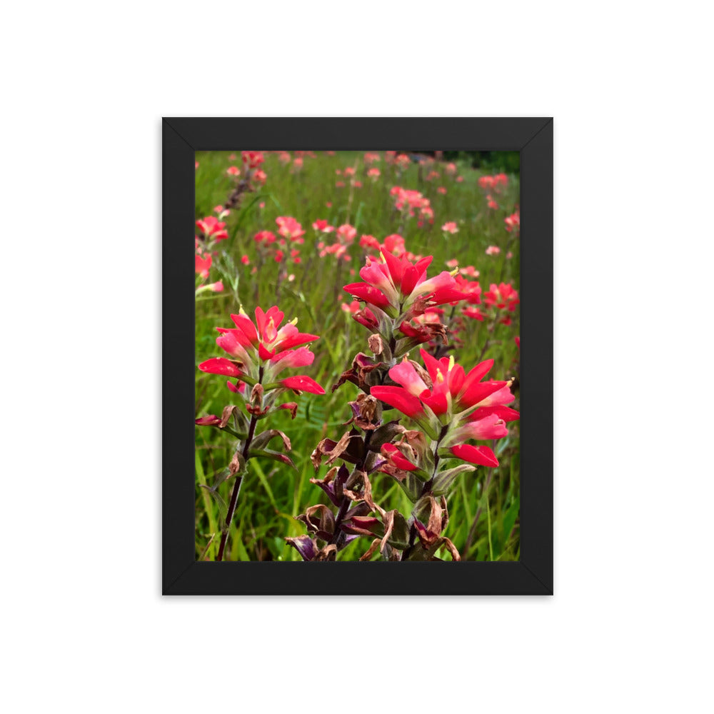 Native Paintbrushes